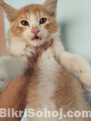 মিক্স ব্রিড persian baby